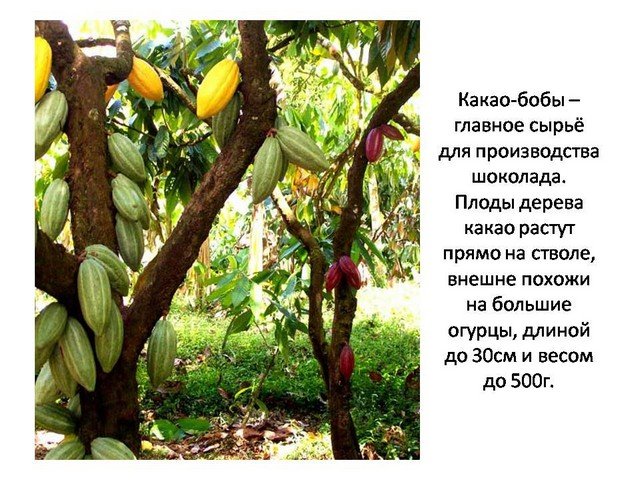 День шоколада