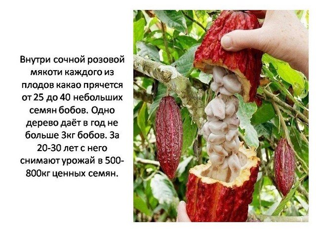 День шоколада
