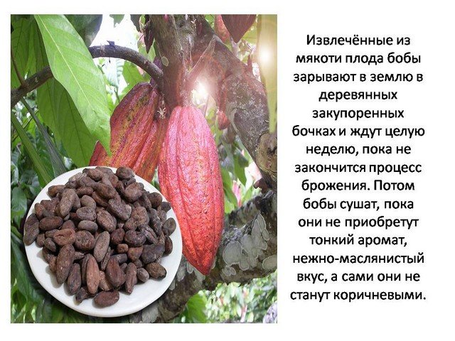 День шоколада