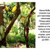 День шоколада