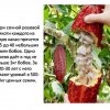 День шоколада